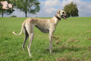 Read more about the article Sloughi breeders and puppies in Syddanmark