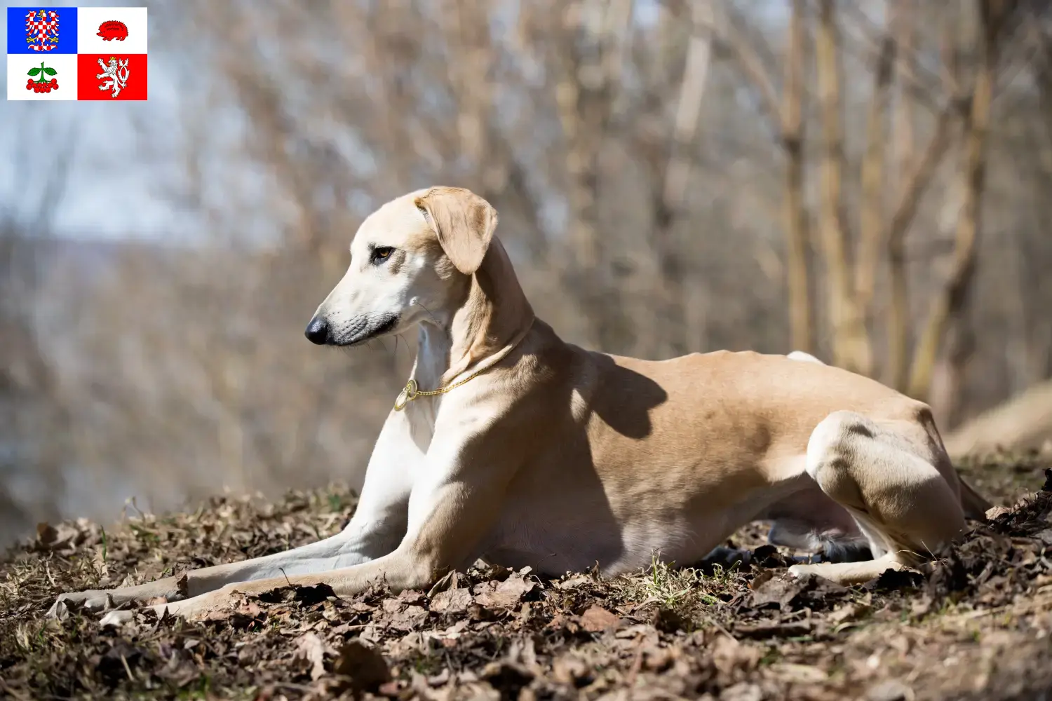 Read more about the article Sloughi breeders and puppies in Vysočina