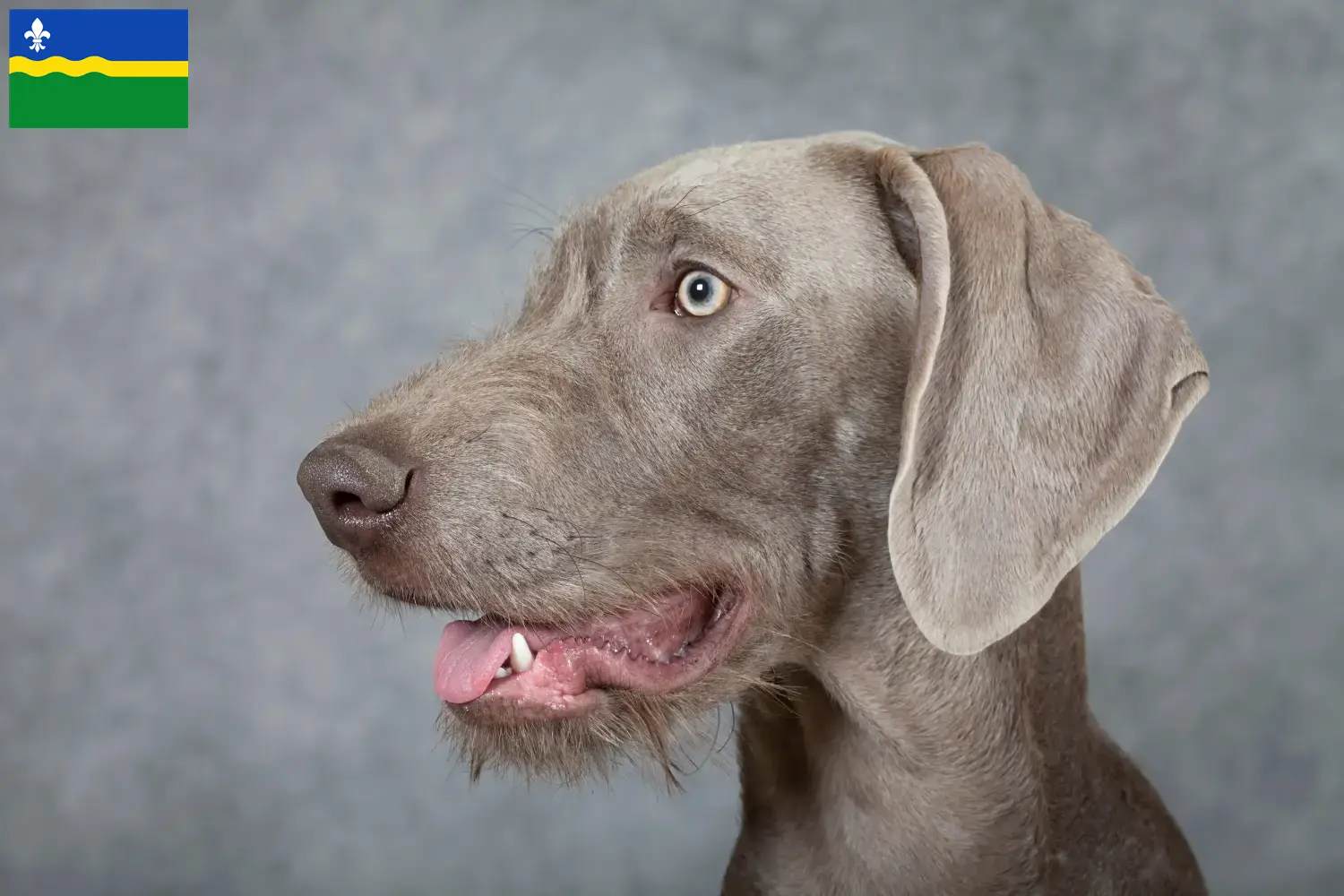 Read more about the article Slovakian rough beard breeder and puppies in Flevoland