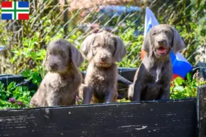 Read more about the article Slovakian rough beard breeder and puppies in Groningen