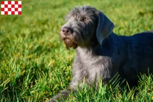 Read more about the article Slovakian wirehaired beard breeder and puppies in North Brabant