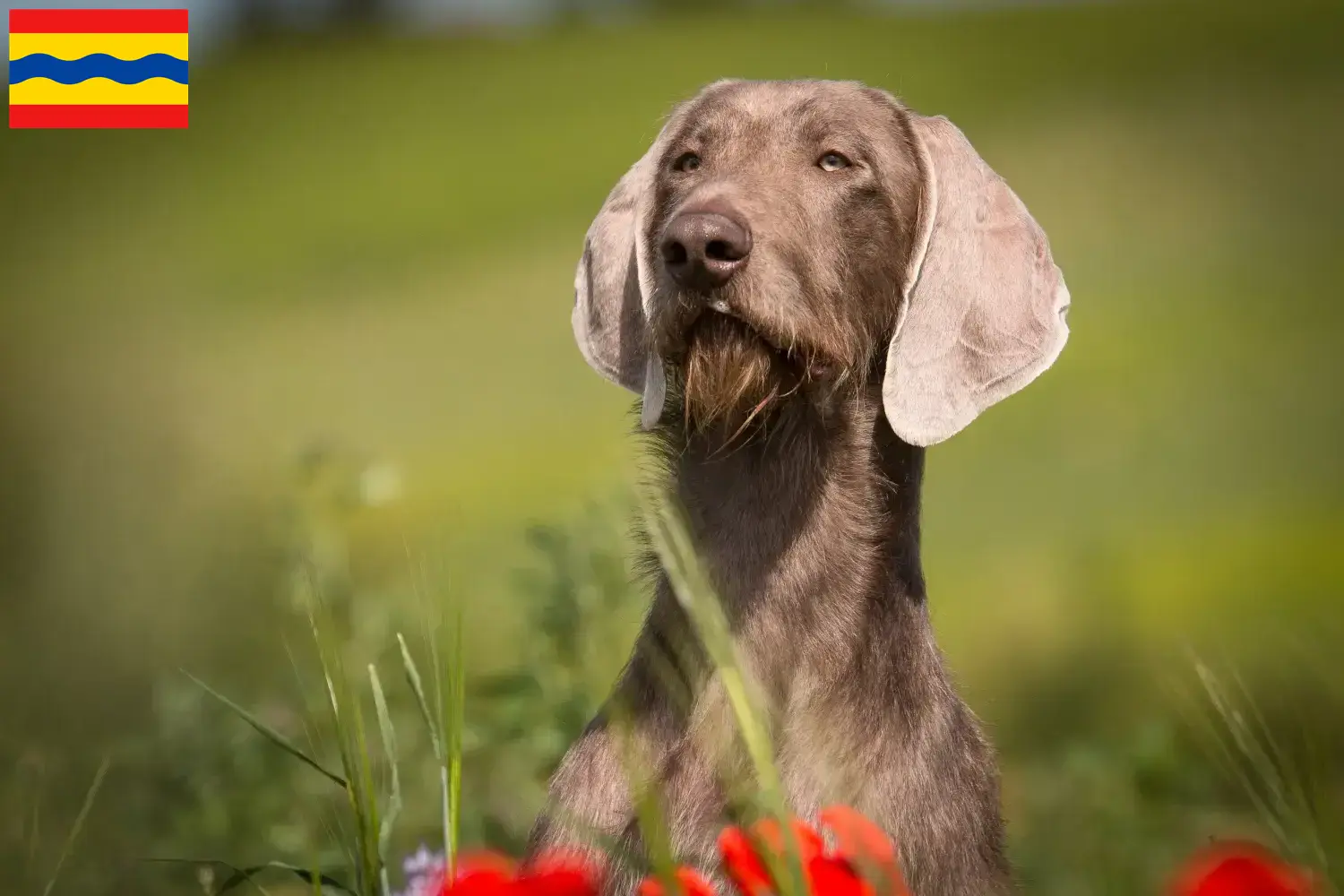 Slovakian wirehaired puppies and breeders Overijssel Find Slovakian Wirehaired Pointer breeders in Overijssel.
