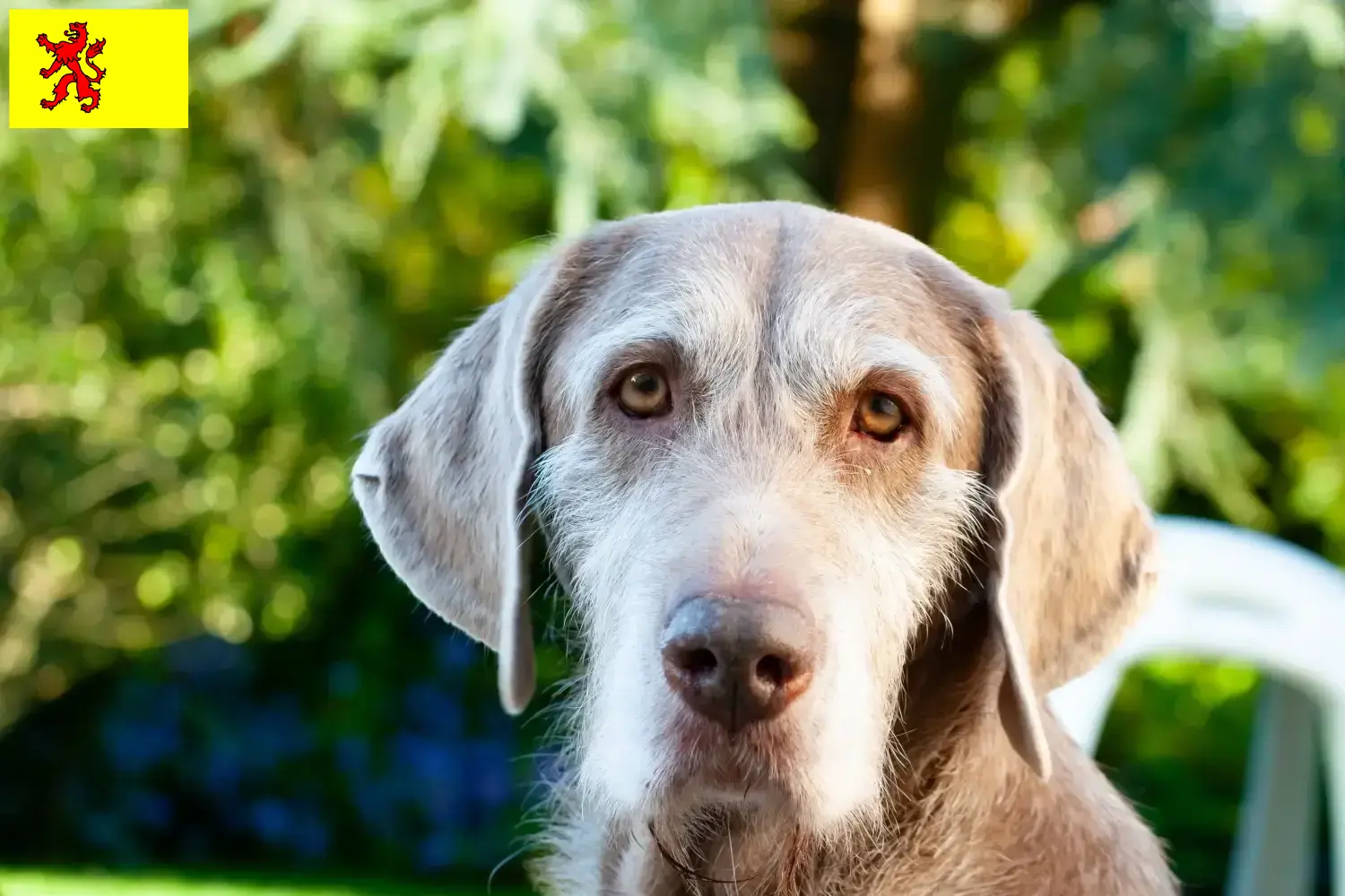 Slovakian wirehaired puppies and breeder South Holland Here you can find Slovakian Wirehaired Pointer breeders in South Holland.