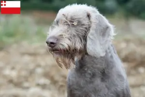 Read more about the article Slovakian rough beard breeder and puppies in Utrecht