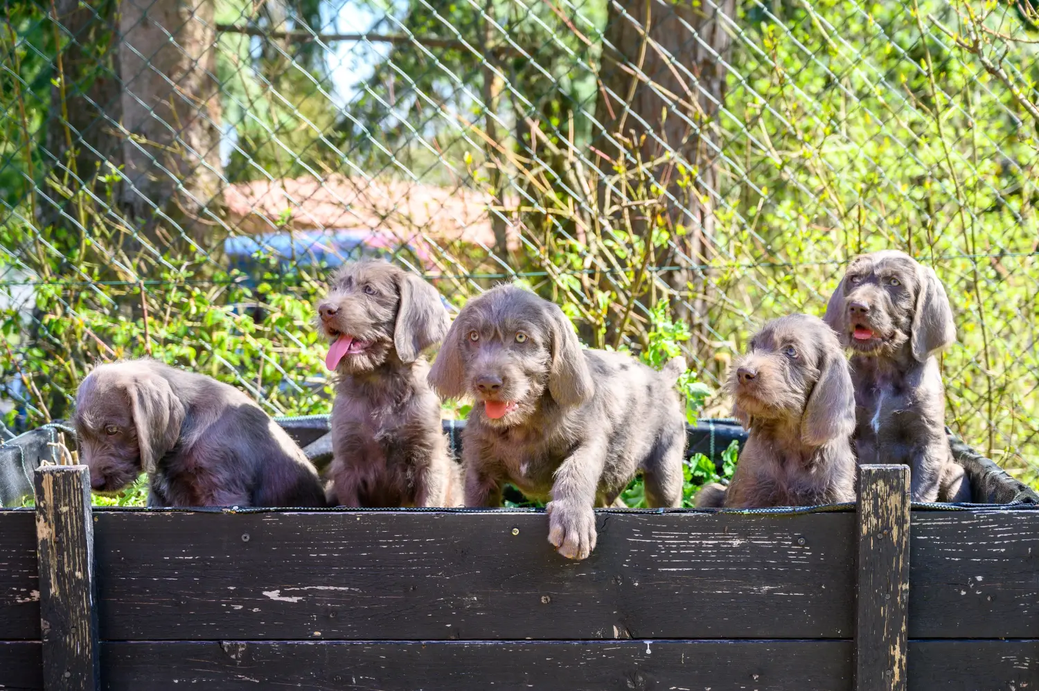 Buying a Slovakian wire-haired puppy means taking responsibility! Buy Slovakian wire-haired puppies.