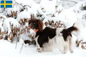 Read more about the article Small Münsterländer breeder and puppies in Sweden