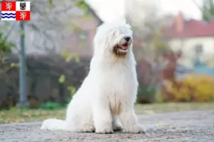 Read more about the article South Russian Ovtcharka breeder and puppies in Central Bohemia