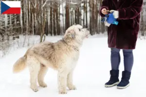 Read more about the article South Russian Ovtcharka breeder and puppies in the Czech Republic