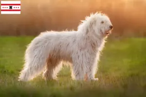 Read more about the article South Russian Ovtcharka breeder and puppies in Drenthe