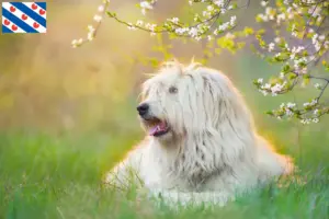 Read more about the article South Russian Ovtcharka breeder and puppies in Friesland