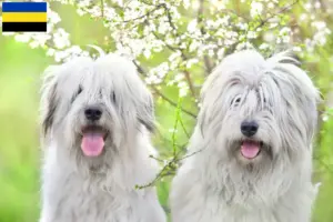 Read more about the article South Russian Ovtcharka breeder and puppies in Gelderland