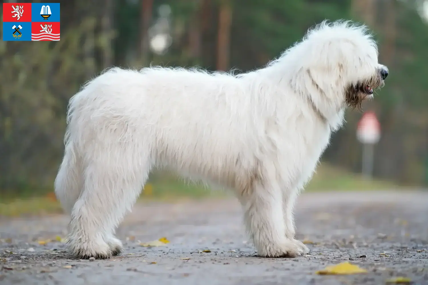 Read more about the article South Russian Ovtcharka breeder and puppies in Karlovy Vary