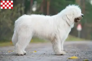 Read more about the article South Russian Ovtcharka breeder and puppies in North Brabant