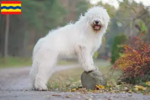 Read more about the article South Russian Ovtcharka breeder and puppies in Overijssel