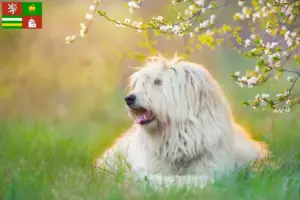 Read more about the article South Russian Ovtcharka breeder and puppies in Pilsen