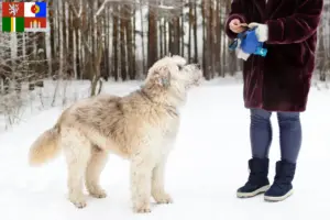 Read more about the article South Russian Ovtcharka breeder and puppies in South Bohemia