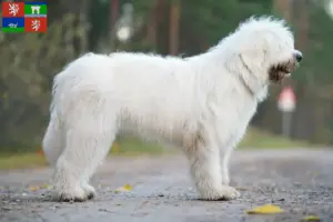 Read more about the article South Russian Ovtcharka breeder and puppies in Ústí
