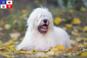 Read more about the article South Russian Ovtcharka breeder and puppies in Vysočina