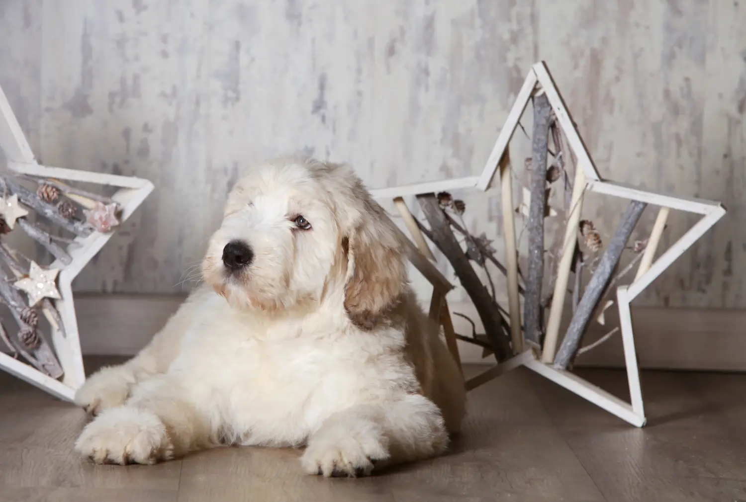 Buying a South Russian Ovtcharka puppy means taking responsibility! Buy South Russian Ovtcharka puppies.