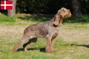 Read more about the article Spinone Italiano breeders and puppies in Denmark