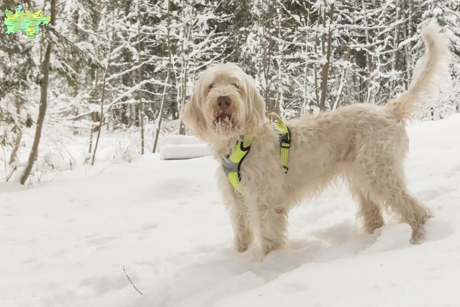 Read more about the article Spinone Italiano breeders and puppies in Midtjylland