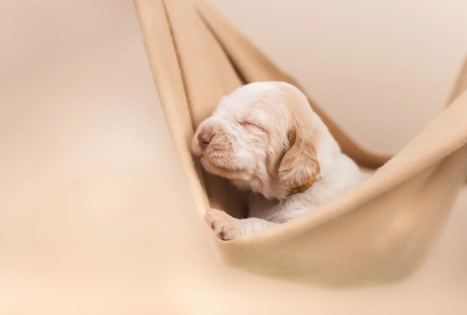 Buying a Spinone Italiano puppy means taking responsibility! Buy Spinone Italiano puppies.