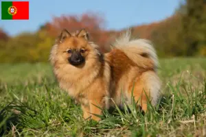 Read more about the article Spitz breeders and puppies in Portugal