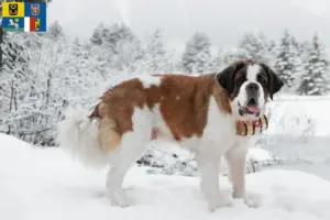 Read more about the article St. Bernard breeders and puppies in Moravia-Silesia