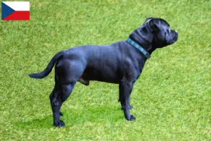 Read more about the article Staffordshire Bull Terrier breeders and puppies in the Czech Republic