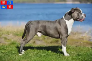 Read more about the article Staffordshire Bull Terrier breeders and puppies in Hradec Králové