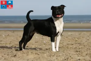 Read more about the article Staffordshire Bull Terrier breeders and puppies in Karlsbad