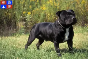 Read more about the article Staffordshire Bull Terrier breeders and puppies in Liberec