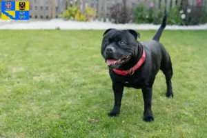 Read more about the article Staffordshire Bull Terrier breeders and puppies in Olomouc
