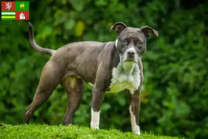 Read more about the article Staffordshire Bull Terrier breeders and puppies in Pilsen