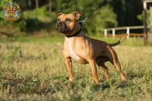 Read more about the article Staffordshire Bull Terrier breeders and puppies in Prague