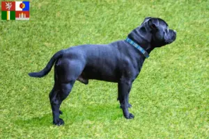 Read more about the article Staffordshire Bull Terrier breeders and puppies in South Bohemia