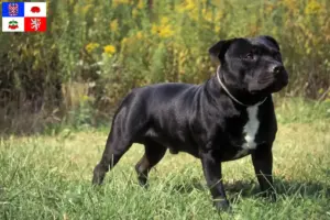 Read more about the article Staffordshire Bull Terrier breeders and puppies in Vysočina