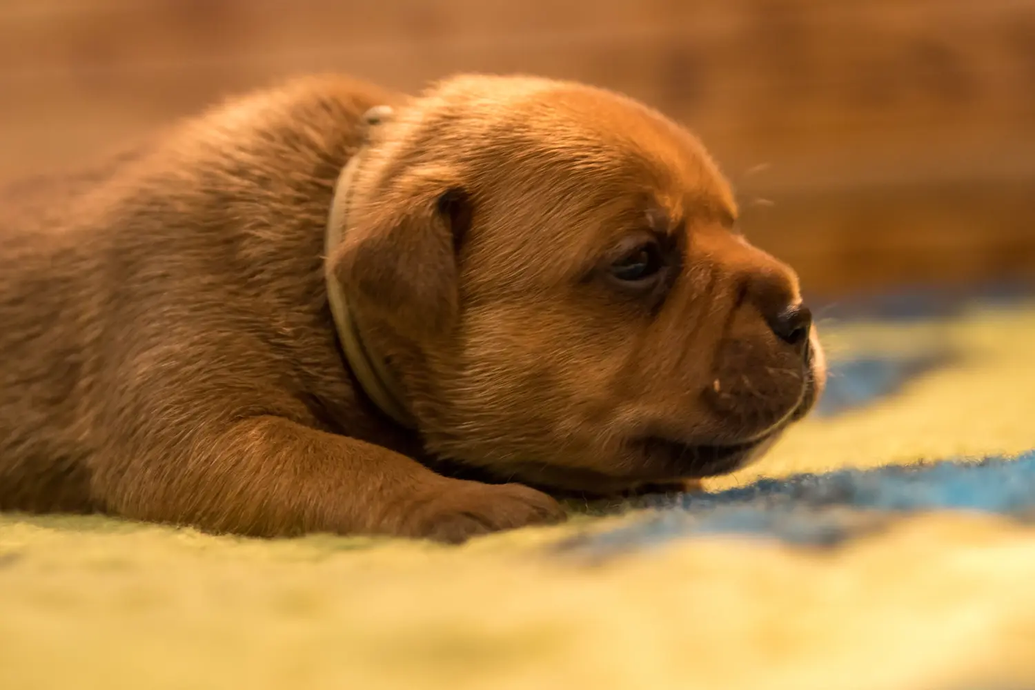 Buying a Staffordshire Bull Terrier puppy means taking responsibility! Buy Staffordshire Bull Terrier puppies.