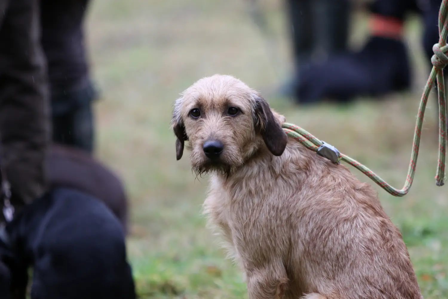 Buying a Steirische Rauhhaarbracke puppy means taking responsibility! Buy Styrian Wirehaired Hound puppies.