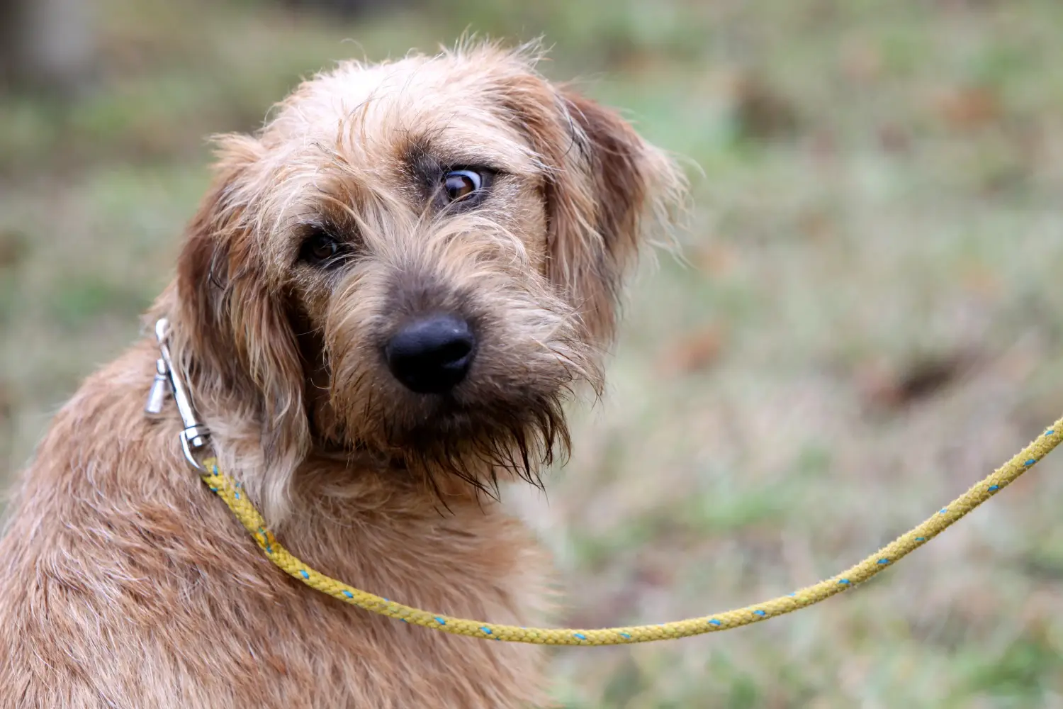 Buying a Steirische Rauhhaarbracke puppy means taking responsibility! Buy Styrian Wirehaired Hound puppies.