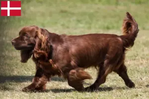Read more about the article Sussex Spaniel breeders and puppies in Denmark