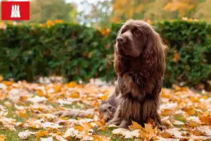 Read more about the article Sussex-Spaniel breeder and puppies in Hamburg