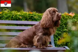Read more about the article Sussex-Spaniel breeders and puppies in Hessen