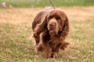 Read more about the article Sussex-Spaniel breeder and puppies in Hovedstaden