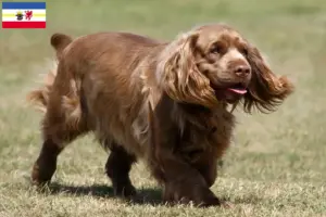Read more about the article Sussex-Spaniel breeders and puppies in Mecklenburg-Vorpommern