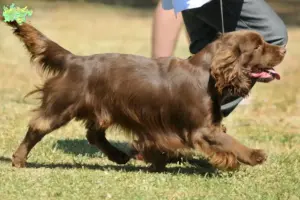 Read more about the article Sussex Spaniel breeders and puppies in Midtjylland