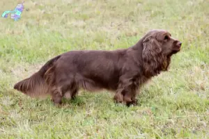 Read more about the article Sussex Spaniel breeders and puppies in Nordjylland