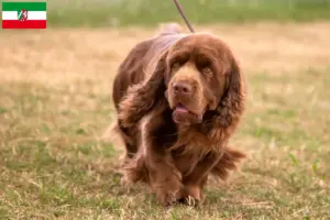 Read more about the article Sussex-Spaniel breeders and puppies in North Rhine-Westphalia