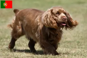 Read more about the article Sussex Spaniel breeders and puppies in Portugal