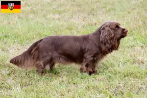 Read more about the article Sussex-Spaniel breeders and puppies in Saarland